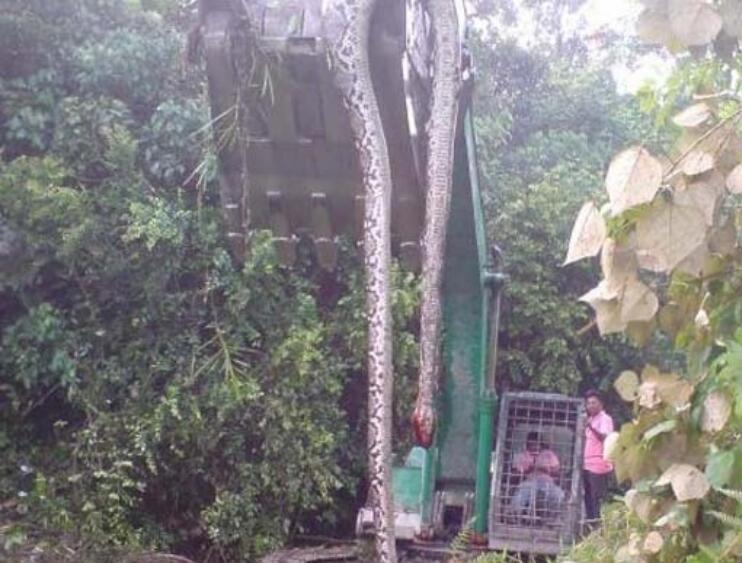 挖掘机挖出16米长巨蛇图片，竟直接吓死挖掘机司机(附图片)