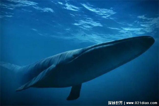 世界上最大的动物是什么 蓝鲸是最大的动物(比较有价值)