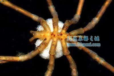 全世界最大的螃蟹巨型海蜘蛛 堪称世界最大巨型吃人蟹