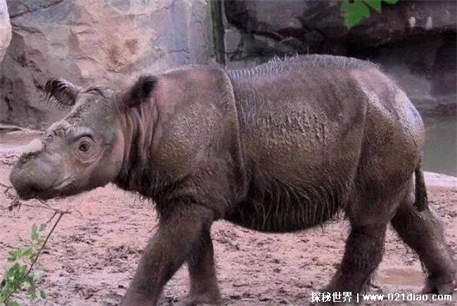 世界上最小的犀牛是什么 苏门答腊犀牛(独居动物)