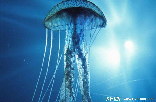 世界上最恐怖，箱水母被称世界上最毒的生物(蛰一下可致命)
