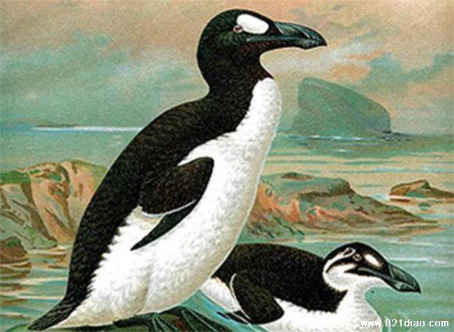北半球最后一种已灭绝的不会飞的鸟 大海雀(发生1844年)