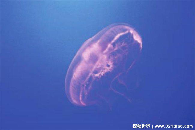 世界上最长寿的动物，灯塔水母(永生水母)