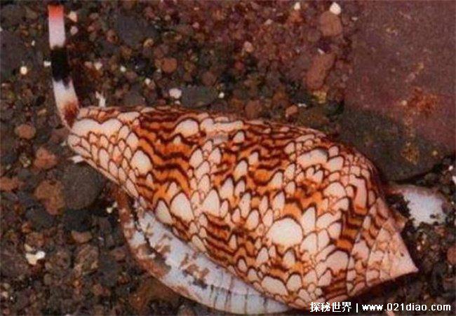 世界上毒性最强的螺 鸡心螺又被称为芋螺(体内有剧毒)