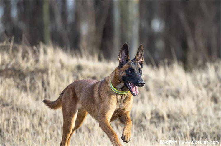 世界最知名十大警犬，比利时牧羊犬位居第一（勤劳聪明）