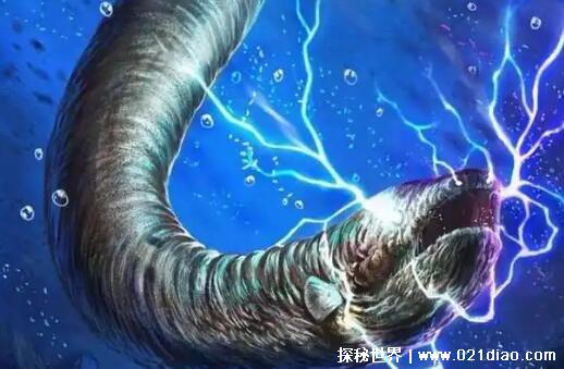 食人鱼的天敌是什么，电鳗/南美巨獭/刺鲶(电鳗是水生动物的克星)