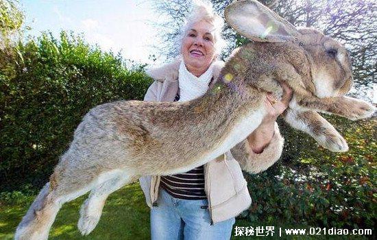 世界上最大的兔子，大流士兔子(体长1米32/重达45斤)