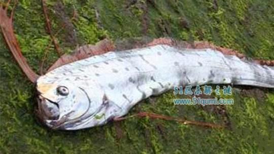 白龙王鱼:深海之中的凶猛鱼类 是恐怖传说中的海怪吗?