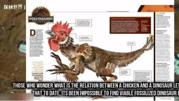 鸡的祖先是恐龙吗，是的(两者DNA相似度高达80%以上)
