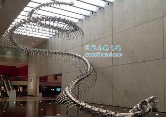 世界上最大的蛇泰坦巨蟒，重达一吨长12米以鳄鱼为食
