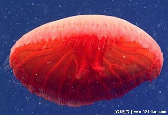 十大怪异的海洋生物 血红色的水母第一(红色波长光)