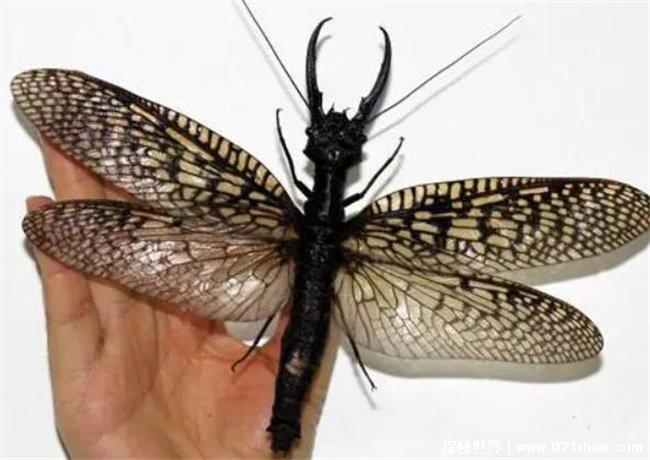 世界上最大昆虫，是一种长相凶猛的越中巨齿蛉(长相凶猛)