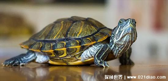 乌龟什么时候冬眠，11月份至次年4月份(温度下降10度以下)