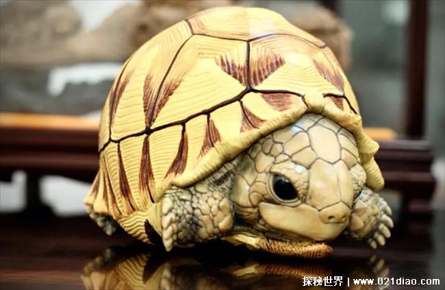 世界十大最名贵的乌龟 安哥洛卡陆龟位居第一(陆龟之王)