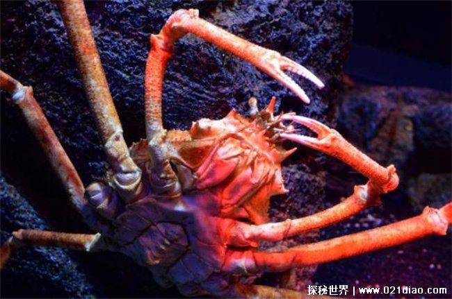世界上最大的螃蟹十大，巨螯蟹最大(体型最大)