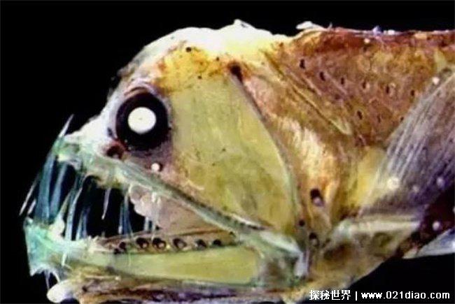 世界十大最丑的鱼 深海毒蛇鱼最丑(极具代表性)