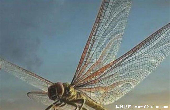 世界上最大的昆虫，巨型脉蜻蜓(长达2.4米)