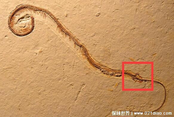 远古蛇有四肢吗，有(在9500万年前的蛇化石上发现退化的四肢)