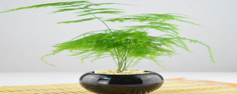 文竹盆景怎么养浇水 文竹盆栽的作用与功效