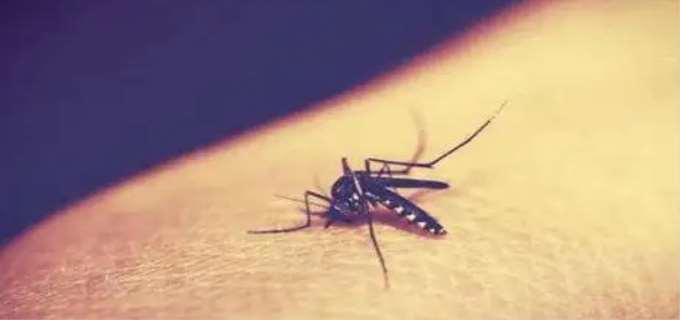 蚊子咬后如何快速消肿