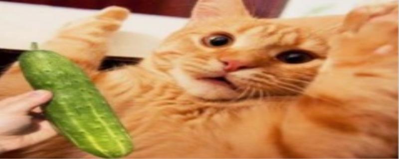猫为什么怕黄瓜