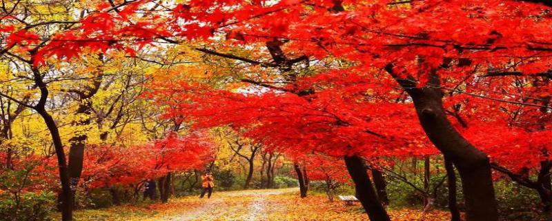 北京香山红叶什么时候观赏好