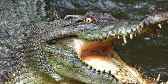 鳄鱼有舌头吗