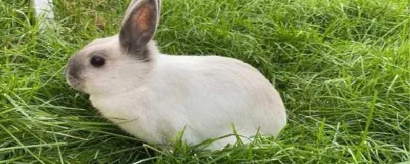兔的寿命是多少