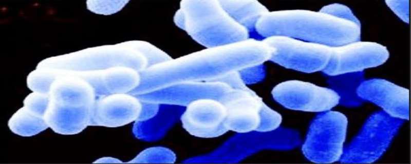 海洋弧菌是什么