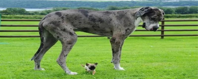 世界最高大的狗有谁