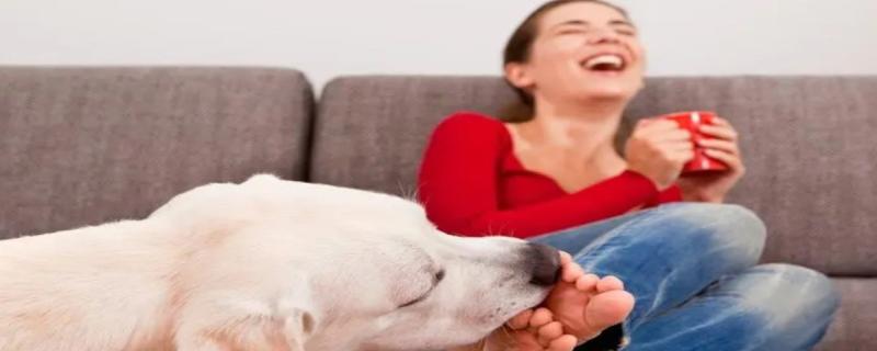 为什么狗狗喜欢舔人