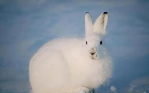 北极兔是什么