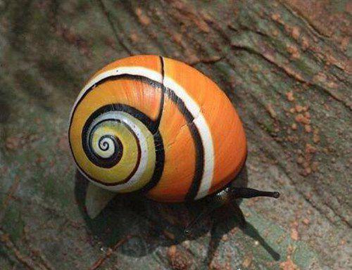 世界上最漂亮的彩色蜗牛