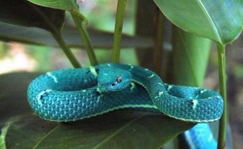 世界上最罕见的蛇有哪些