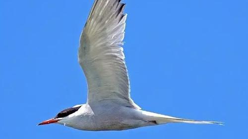 世界上最美丽的10种白鸟