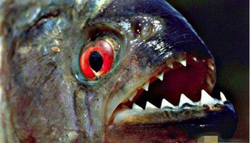 世界十大最恐怖恶魔鱼