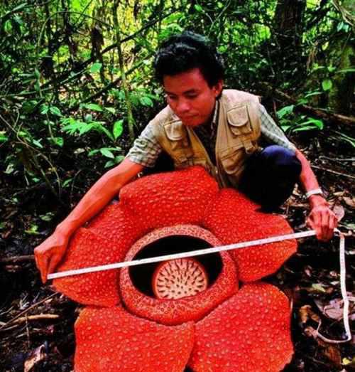 世界上最大的花直径1.4米能吃人