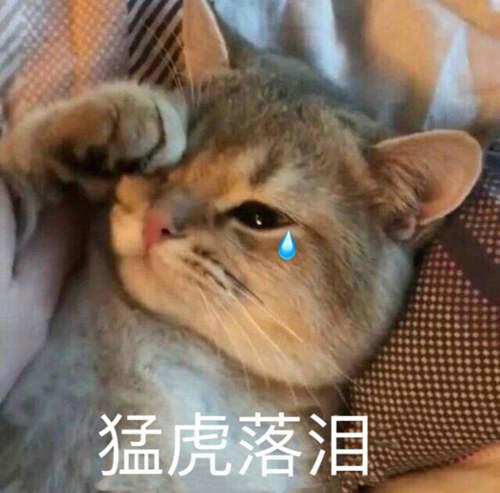 猫咪对主人做这些行为 是在 求救 不要再误会了