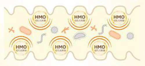 解析奶粉中的HMO是什么