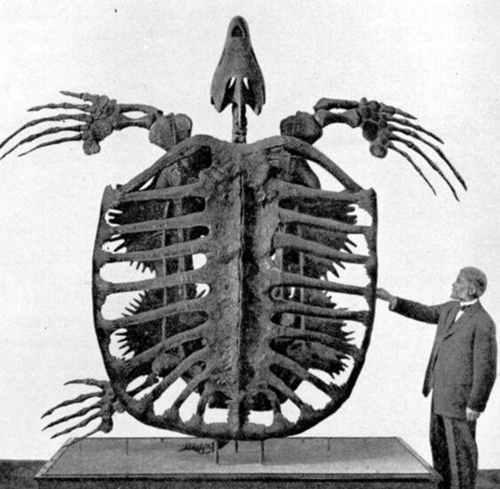 地球史上最大的海龟