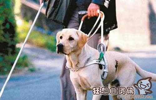 中国导盲犬使用情况的现状