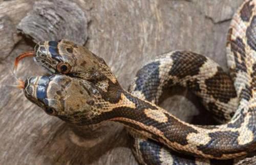 世界十大最罕见的蛇类