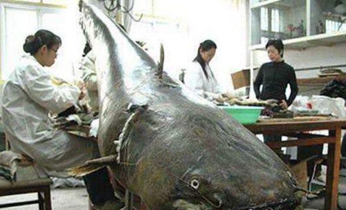 世界十大最凶猛淡水鱼排行榜