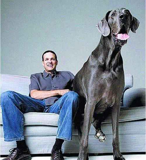 曾经世界上最大狗