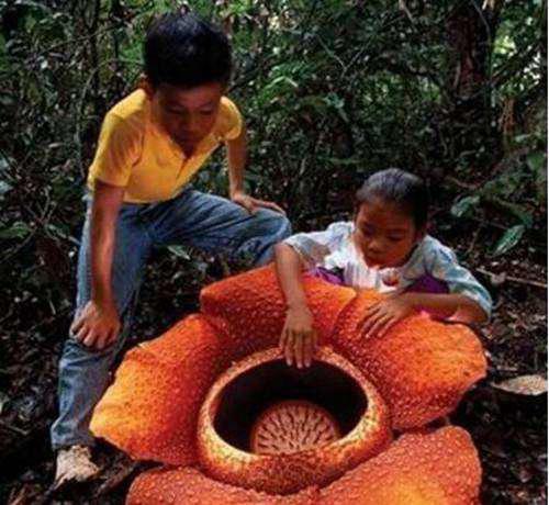 吃人植物食人花吃人吗