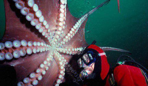 世界上最大的北太平洋巨型章鱼