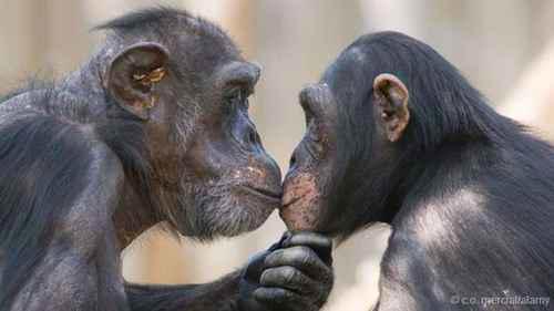 人类和黑猩猩能生育吗？