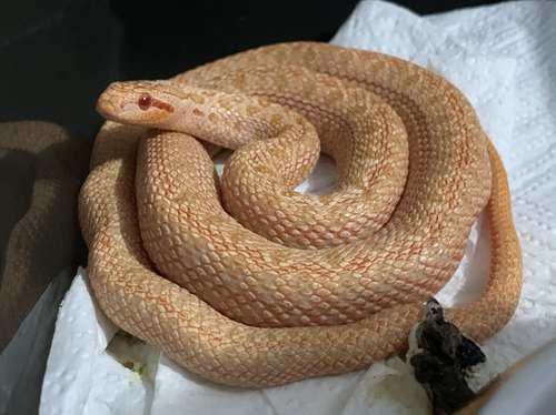 白条锦蛇的地区差异以及变异基因