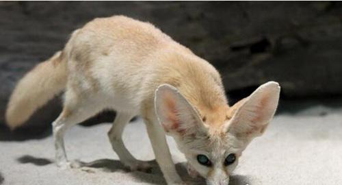 世界上耳朵最大的狐狸