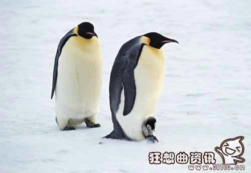 帝企鹅跟普通企鹅有什么区别？